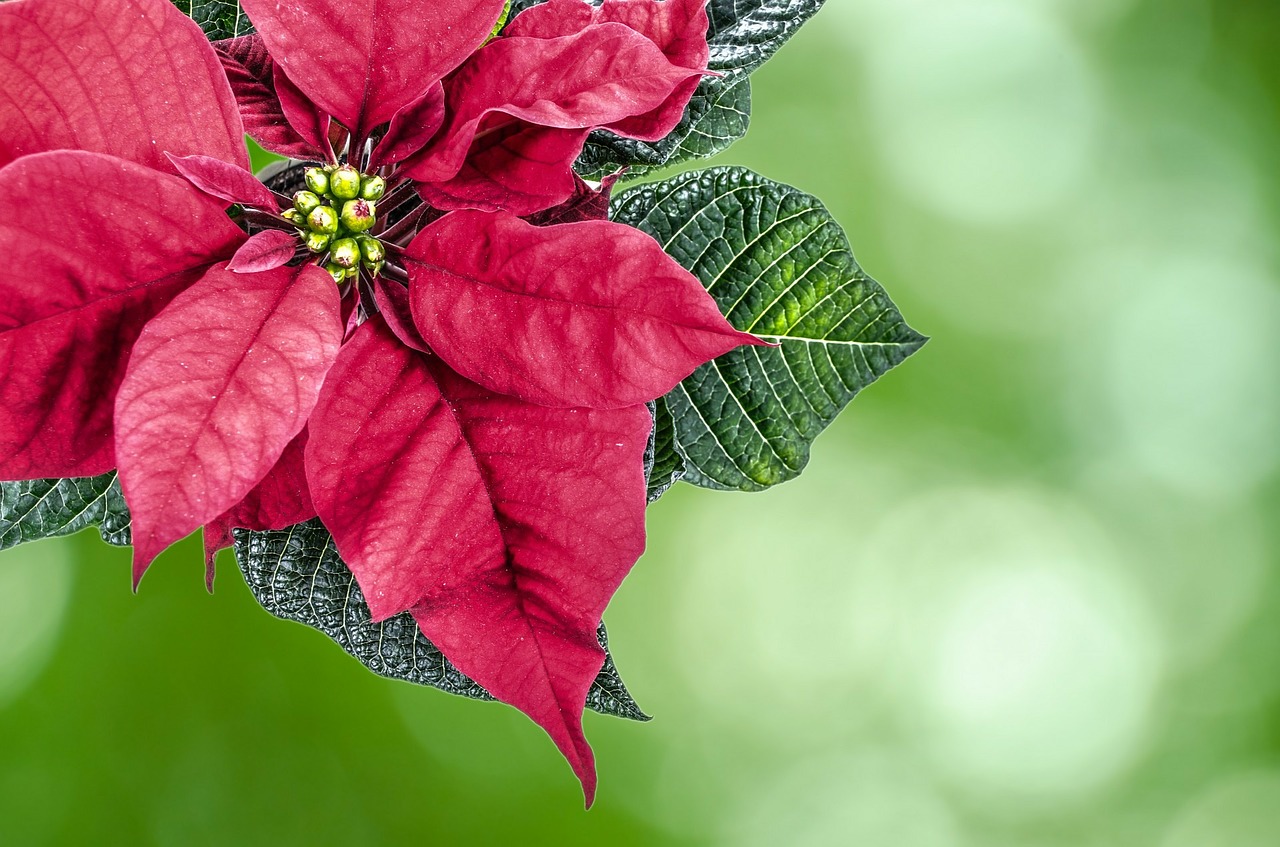 Poinsettia Care - The Farmer's Daughter