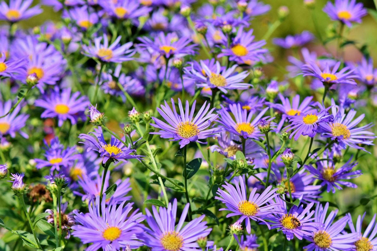 Perennial of the Month - Fall Asters - The Farmer's Daughter